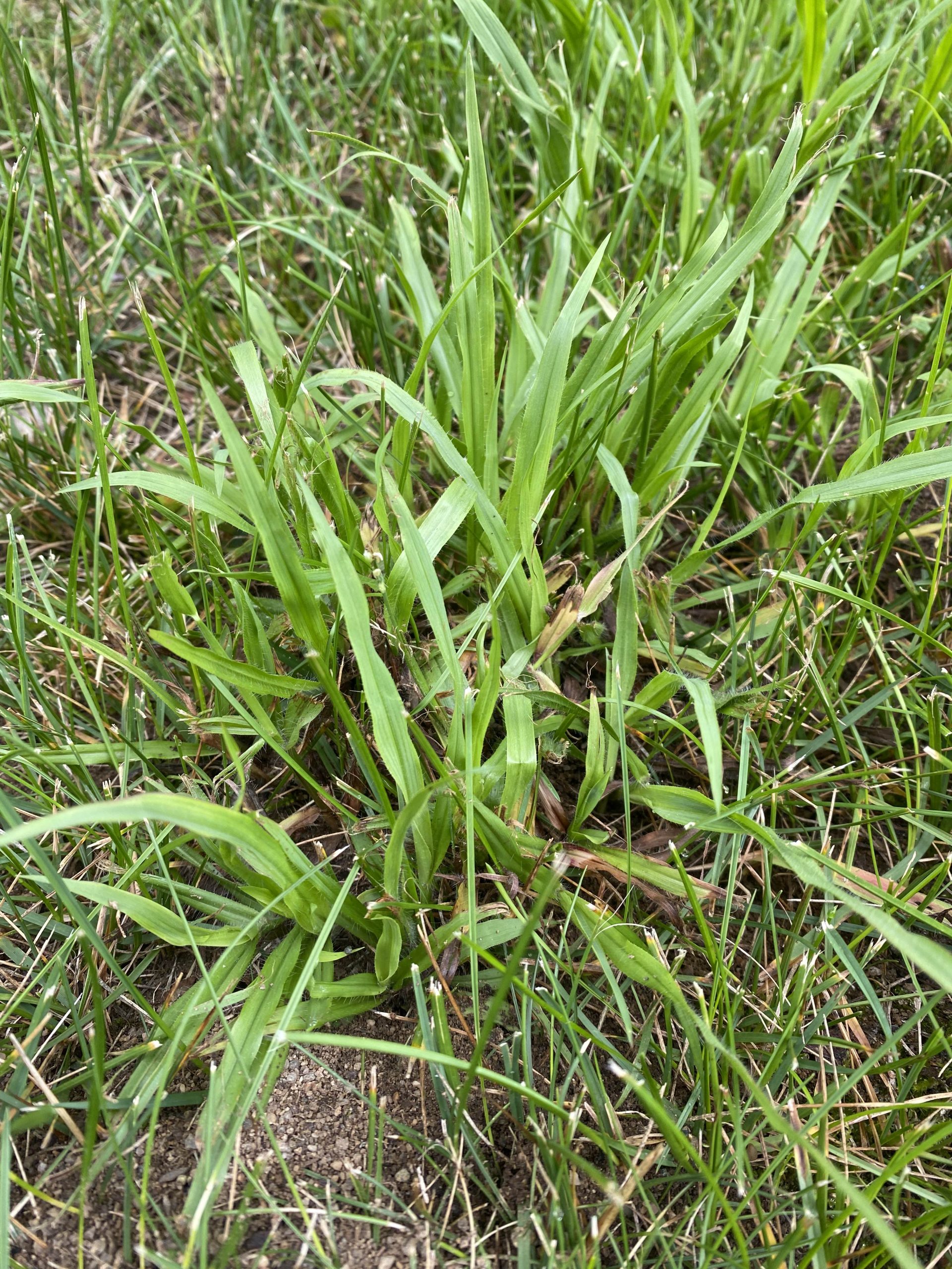 dallis_grass